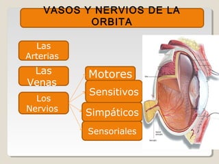 VASOS Y NERVIOS DE LA
ORBITA
Las
Arterias
Las
Venas
Los
Nervios
Motores
Sensitivos
Simpáticos
Sensoriales
 