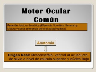 Origen Real: Mescensefalo, ventral al acueducto
de silvio a nivel de coliculo superior y núcleo Rojo
Anatomía
Motor OcularMotor Ocular
ComúnComún
Función: Motora Somática (Eferencia Somática General) y
Motora visceral (eferencia general parasimpática)
 