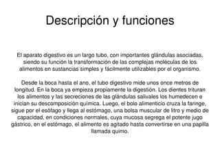 Descripción y funciones El aparato digestivo es un largo tubo, con importantes glándulas asociadas, siendo su función la transformación de las complejas moléculas de los alimentos en sustancias simples y fácilmente utilizables por el organismo. Desde la boca hasta el ano, el tubo digestivo mide unos once metros de longitud. En la boca ya empieza propiamente la digestión. Los dientes trituran los alimentos y las secreciones de las glándulas salivales los humedecen e inician su descomposición química. Luego, el bolo alimenticio cruza la faringe, sigue por el esófago y llega al estómago, una bolsa muscular de litro y medio de capacidad, en condiciones normales, cuya mucosa segrega el potente jugo gástrico, en el estómago, el alimento es agitado hasta convertirse en una papilla llamada quimo. 