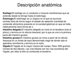 Descripción anatómica Esófago: El esófago es un conducto o músculo membranoso que se extiende desde la faringe hasta el estómago. Estómago: El estómago es un órgano en el que se acumula comida.Varia de forma según el estado de repleción (cantidad de contenido alimenticio presente en la cavidad gástrica) en que se halla, habitualmente tiene forma de J. Intestino delgado: El intestino delgado se inicia en el duodeno (tras el píloro) y termina en la válvula ileocecal, por la que se une a la primera parte del intestino grueso. Intestino grueso: El intestino grueso se inicia a partir de la válvula ileocecal en un fondo de saco denominado ciego de donde sale el apéndice vermiforme y termina en el recto. Hígado: El hígado es la mayor víscera del cuerpo. Pesa 1500 gramos. Consta de dos lóbulos. Las vías biliares son las vías excretoras del hígado, por ellas la bilis es conducida al duodeno. 