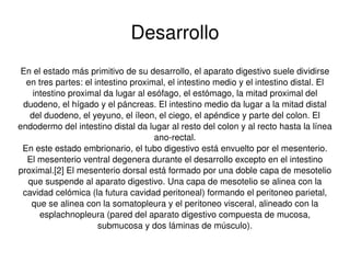 Desarrollo En el estado más primitivo de su desarrollo, el aparato digestivo suele dividirse en tres partes: el intestino proximal, el intestino medio y el intestino distal. El intestino proximal da lugar al esófago, el estómago, la mitad proximal del duodeno, el hígado y el páncreas. El intestino medio da lugar a la mitad distal del duodeno, el yeyuno, el íleon, el ciego, el apéndice y parte del colon. El endodermo del intestino distal da lugar al resto del colon y al recto hasta la línea ano-rectal. En este estado embrionario, el tubo digestivo está envuelto por el mesenterio. El mesenterio ventral degenera durante el desarrollo excepto en el intestino proximal.[2] El mesenterio dorsal está formado por una doble capa de mesotelio que suspende al aparato digestivo. Una capa de mesotelio se alinea con la cavidad celómica (la futura cavidad peritoneal) formando el peritoneo parietal, que se alinea con la somatopleura y el peritoneo visceral, alineado con la esplachnopleura (pared del aparato digestivo compuesta de mucosa, submucosa y dos láminas de músculo). 