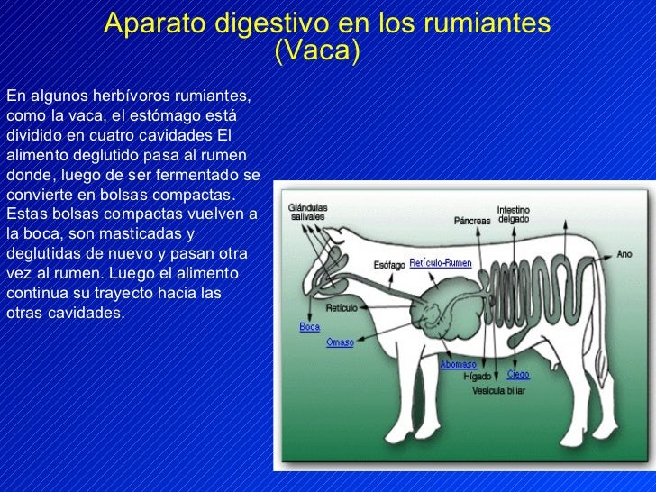 aparato digestivo