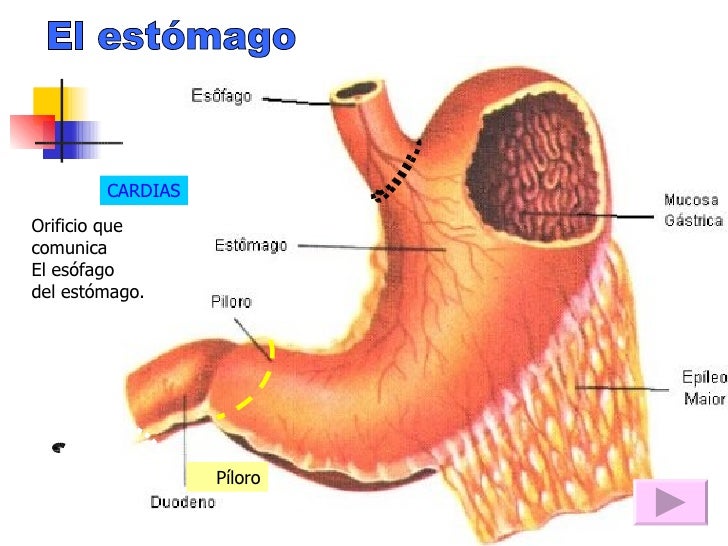 Aparato Digestivo