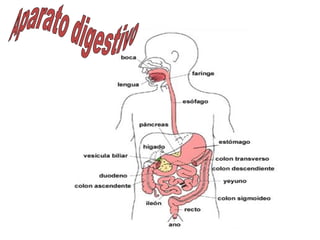 Aparato digestivo   