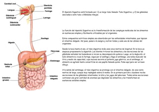 El Aparato Digestivo está formado por: 1) un largo tubo llamado Tubo Digestivo, y 2) las glándulas
asociadas a este tubo o Glándulas Anejas.




La función del Aparato Digestivo es la transformación de las complejas moléculas de los alimentos
en sustancias simples y fácilmente utilizables por el organismo.

Estos compuestos nutritivos simples son absorbidos por las vellosidades intestinales, que tapizan
el intestino delgado. Así pues, pasan a la sangre y nutren todas y cada una de las células del
organismo

Desde la boca hasta el ano, el tubo digestivo mide unos once metros de longitud. En la boca ya
empieza propiamente la digestión. Los dientes trituran los alimentos y las secreciones de las
glándulas salivales los humedecen e inician su descomposición química. Luego, en la deglución, el
bolo alimenticio cruza la faringe, sigue por el esófago y llega al estómago, una bolsa muscular de
litro y medio de capacidad, cuya mucosa secreta el potente jugo gástrico, en el estómago, el
alimento es agitado hasta convertirse en una papilla llamada quimo. Pulsa aquí para ver un buen
dibujo.

A la salida del estómago, el tubo digestivo se prolonga con el intestino delgado, de unos siete
metros de largo, aunque muy replegado sobre sí mismo. En su primera porción o duodeno recibe
secreciones de las glándulas intestinales, la bilis y los jugos del páncreas. Todas estas secreciones
contienen una gran cantidad de enzimas que degradan los alimentos y los transforman en
sustancias solubles simples.
 