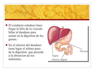 APARATO DIGESTIVO | PPT