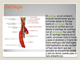 Esófago El esófago es un conducto músculo membranoso que se extiende desde la faringe hasta el estómago. De los incisivos al cardias porción donde el esófago se continua con el estómago hay unos 40 cm. El esófago empieza en el cuello, atraviesa todo el tórax y pasa al abdomen a través del hiato esofágico del diafragma. Habitualmente es una cavidad virtual. (es decir que sus paredes se encuentran unidas y solo se abren cuando pasa el bolo alimenticio).