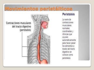 Movimientos peristálticos 
