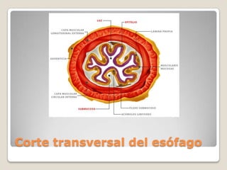 Corte transversal del esófago