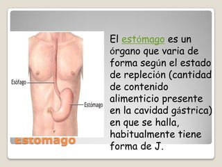 Estómago El estómago es un órgano que varia de forma según el estado de repleción (cantidad de contenido alimenticio presente en la cavidad gástrica) en que se halla, habitualmente tiene forma de J. 