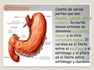 Estómago Consta de varias partes que son : fundus, cuerpo, antro y píloro. Su borde menos extenso se denomina curvatura menor y la otra curvatura mayor. El cardias es el límite entre el esófago y el estómago y el píloro es el límite entre estómago y duodeno. 