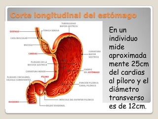 Corte longitudinal del estómagoEn un individuo mide aproximadamente 25cm del cardias al píloro y el diámetro transverso es de 12cm. 