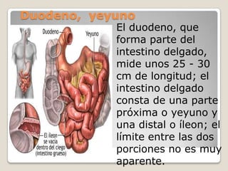 Duodeno,  yeyunoEl duodeno, que forma parte del intestino delgado, mide unos 25 - 30 cm de longitud; el intestino delgado consta de una parte próxima o yeyuno y una distal o íleon; el límite entre las dos porciones no es muy aparente. 