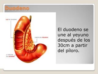Duodeno El duodeno se une al yeyuno después de los 30cm a partir del píloro.