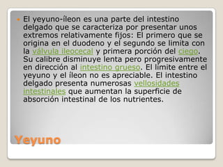 Yeyuno El yeyuno-íleon es una parte del intestino delgado que se caracteriza por presentar unos extremos relativamente fijos: El primero que se origina en el duodeno y el segundo se limita con la válvula ileocecal y primera porción del ciego. Su calibre disminuye lenta pero progresivamente en dirección al intestino grueso. El límite entre el yeyuno y el íleon no es apreciable. El intestino delgado presenta numerosas vellosidades intestinales que aumentan la superficie de absorción intestinal de los nutrientes. 