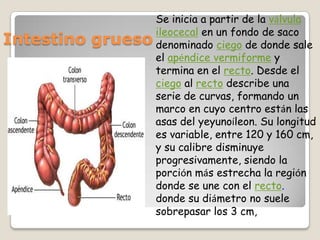 Se inicia a partir de la válvula ileocecal en un fondo de saco denominado ciego de donde sale el apéndice vermiforme y termina en el recto. Desde el ciego al recto describe una serie de curvas, formando un marco en cuyo centro están las asas del yeyunoíleon. Su longitud es variable, entre 120 y 160 cm, y su calibre disminuye progresivamente, siendo la porción más estrecha la región donde se une con el recto. donde su diámetro no suele sobrepasar los 3 cm, Intestino grueso 