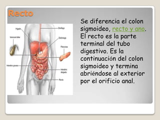 Recto Se diferencia el colon sigmoideo, recto y ano. El recto es la parte terminal del tubo digestivo. Es la continuación del colon sigmoideo y termina abriéndose al exterior por el orificio anal.