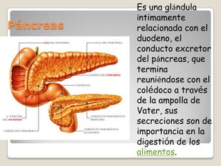 Es una glándula íntimamente relacionada con el duodeno, el conducto excretor del páncreas, que termina reuniéndose con el colédoco a través de la ampolla de Vater, sus secreciones son de importancia en la digestión de los alimentos.Páncreas 