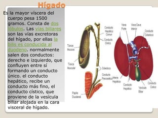                HígadoEs la mayor víscera del cuerpo pesa 1500 gramos. Consta de dos lóbulos. Las vías biliares son las vías excretoras del hígado, por ellas la bilis es conducida al duodeno. normalmente salen dos conductos: derecho e izquierdo, que confluyen entre sí formando un conducto único. el conducto hepático, recibe un conducto más fino, el conducto cístico, que proviene de la vesícula biliar alojada en la cara visceral de hígado. 