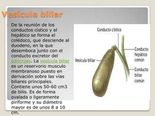 Vesícula biliarDe la reunión de los conductos cístico y el hepático se forma el colédoco, que desciende al duodeno, en la que desemboca junto con el conducto excretor del páncreas. La vesícula biliar es un reservorio musculo membranoso puesto en derivación sobre las vías biliares principales. Contiene unos 50-60 cm3 de bilis. Es de forma ovalada o ligeramente piriforme y su diámetro mayor es de unos 8 a 10 cm. 