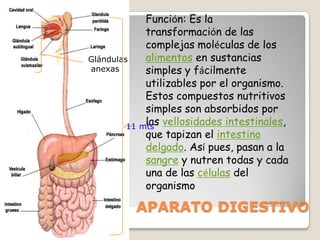 Función: Es la transformación de las complejas moléculas de los alimentos en sustancias simples y fácilmente utilizables por el organismo.Estos compuestos nutritivos simples son absorbidos por las vellosidades intestinales, que tapizan el intestino delgado. Así pues, pasan a la sangre y nutren todas y cada una de las células del organismo Glándulas anexas 11 mtsAPARATO DIGESTIVO