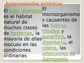 Enfermedades entéricasEl microorganismos causantes de las fiebres tifoidea y paratífica, la disentería, el cólera, las infecciones es   SalmonellaEl tubo digestivo es el hábitat natural de muchas clases de bacterias, la mayoría de ellas inocuas en las condiciones ordinarias