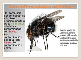 Las enfermedades entéricasTal como son denominadas, se adquieren principalmente al tragar alimentos o bebidas contaminadas con heces. Por contaminación del agua con heces. Por contaminación animal 