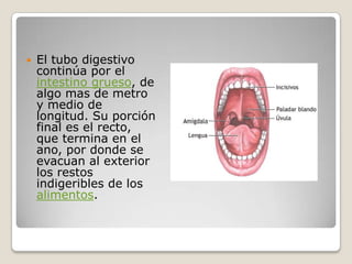 El tubo digestivo continúa por el intestino grueso, de algo mas de metro y medio de longitud. Su porción final es el recto, que termina en el ano, por donde se evacuan al exterior los restos indigeribles de los alimentos.