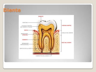 Diente 