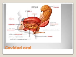 Cavidad oral