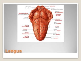 Lengua 