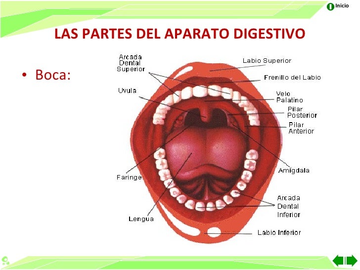 Aparato digestivo