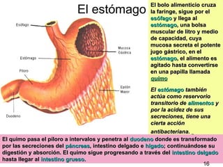 14
El estómago
El bolo alimenticio cruzaEl bolo alimenticio cruza
la faringe, sigue por ella faringe, sigue por el
esófagoesófago y llega aly llega al
estómagoestómago, una bolsa, una bolsa
muscular de litro y mediomuscular de litro y medio
de capacidad, cuyade capacidad, cuya
mucosa secreta el potentemucosa secreta el potente
jugo gástrico, en eljugo gástrico, en el
estómagoestómago, el alimento es, el alimento es
agitado hasta convertirseagitado hasta convertirse
en una papilla llamadaen una papilla llamada
quimoquimo
ElEl estómagoestómago tambiéntambién
actúa como reservorioactúa como reservorio
transitorio detransitorio de alimentosalimentos yy
por la acidez de suspor la acidez de sus
secreciones, tiene unasecreciones, tiene una
cierta accióncierta acción
antibacteriana.antibacteriana.
El quimo pasa el píloro a intervalos y penetra alEl quimo pasa el píloro a intervalos y penetra al duodenoduodeno donde es transformadodonde es transformado
por las secreciones delpor las secreciones del páncreaspáncreas, intestino delgado e, intestino delgado e hígadohígado; continuándose su; continuándose su
digestión y absorción. El quimo sigue progresando a través deldigestión y absorción. El quimo sigue progresando a través del intestino delgadointestino delgado
hasta llegar alhasta llegar al intestino grueso.intestino grueso.
16
 