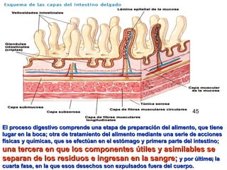 19
El proceso digestivo comprende una etapa de preparación del alimento, que tieneEl proceso digestivo comprende una etapa de preparación del alimento, que tiene
lugar en la boca; otra de tratamiento del alimento mediante una serie de accioneslugar en la boca; otra de tratamiento del alimento mediante una serie de acciones
físicas y químicas, que se efectúan en el estómago y primera parte del intestino;físicas y químicas, que se efectúan en el estómago y primera parte del intestino;
una tercera en que los componentes útiles y asimilables seuna tercera en que los componentes útiles y asimilables se
separan de los residuos e ingresan en la sangre;separan de los residuos e ingresan en la sangre; y por último, lay por último, la
cuarta fase, en la que esos desechos son expulsados fuera del cuerpo.cuarta fase, en la que esos desechos son expulsados fuera del cuerpo.
45
 
