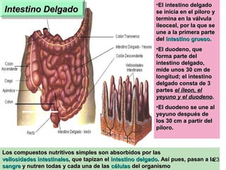 21
Intestino DelgadoIntestino DelgadoIntestino DelgadoIntestino Delgado
Los compuestos nutritivos simples son absorbidos por lasLos compuestos nutritivos simples son absorbidos por las
vellosidades intestinalesvellosidades intestinales, que tapizan el, que tapizan el intestino delgadointestino delgado. Así pues, pasan a la. Así pues, pasan a la
sangresangre y nutren todas y cada una de lasy nutren todas y cada una de las célulascélulas del organismodel organismo
•El intestino delgadoEl intestino delgado
se inicia en el píloro yse inicia en el píloro y
termina en la válvulatermina en la válvula
ileoceal, por la que seileoceal, por la que se
une a la primera parteune a la primera parte
deldel intestino grueso.intestino grueso.
•El duodeno, queEl duodeno, que
forma parte delforma parte del
intestino delgado,intestino delgado,
mide unos 30 cm demide unos 30 cm de
longitud; el intestinolongitud; el intestino
delgado consta de 3delgado consta de 3
partespartes el íleon, elel íleon, el
yeyuno y el duodenoyeyuno y el duodeno..
•El duodeno se une alEl duodeno se une al
yeyuno después deyeyuno después de
los 30 cm a partir dellos 30 cm a partir del
píloro.píloro.
23
 