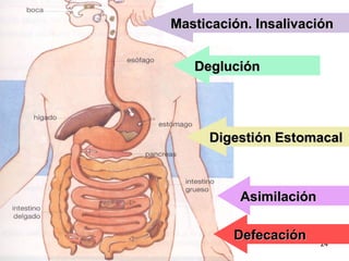 24
DegluciónDeglución
Digestión EstomacalDigestión Estomacal
AsimilaciónAsimilación
Masticación. InsalivaciónMasticación. Insalivación
DefecaciónDefecación
 