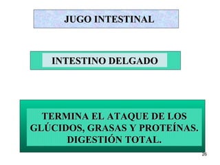 26
JUGO INTESTINALJUGO INTESTINAL
TERMINA EL ATAQUE DE LOSTERMINA EL ATAQUE DE LOS
GLÚCIDOS, GRASAS Y PROTEÍNAS.GLÚCIDOS, GRASAS Y PROTEÍNAS.
DIGESTIÓN TOTAL.DIGESTIÓN TOTAL.
INTESTINO DELGADOINTESTINO DELGADO
 
