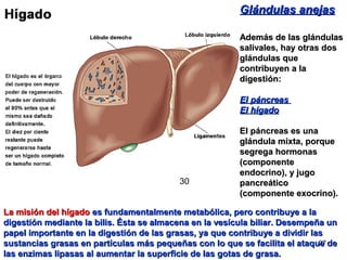 27
Glándulas anejasGlándulas anejas
Además de las glándulasAdemás de las glándulas
salivales, hay otras dossalivales, hay otras dos
glándulas queglándulas que
contribuyen a lacontribuyen a la
digestión:digestión:
El páncreasEl páncreas
El hígadoEl hígado
El páncreas es unaEl páncreas es una
glándula mixta, porqueglándula mixta, porque
segrega hormonassegrega hormonas
(componente(componente
endocrino), y jugoendocrino), y jugo
pancreáticopancreático
(componente exocrino).(componente exocrino).
La misión del hígadoLa misión del hígado es fundamentalmente metabólica, pero contribuye a laes fundamentalmente metabólica, pero contribuye a la
digestión mediante la bilis. Ésta se almacena en la vesícula biliar. Desempeña undigestión mediante la bilis. Ésta se almacena en la vesícula biliar. Desempeña un
papel importante en la digestión de las grasas, ya que contribuye a dividir laspapel importante en la digestión de las grasas, ya que contribuye a dividir las
sustancias grasas en partículas más pequeñas con lo que se facilita el ataque desustancias grasas en partículas más pequeñas con lo que se facilita el ataque de
las enzimas lipasas al aumentar la superficie de las gotas de grasa.las enzimas lipasas al aumentar la superficie de las gotas de grasa.
30
 