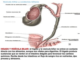 31
HIGADO Y VESÍCULA BILIAR:HIGADO Y VESÍCULA BILIAR: el hígado y la vesícula biliar no entran en contactoel hígado y la vesícula biliar no entran en contacto
directo con los alimentos, aunque son vitales para digerirlos. El hígado producedirecto con los alimentos, aunque son vitales para digerirlos. El hígado produce
sustancias que se vierten en el intestino delgado para favorecer los cambiossustancias que se vierten en el intestino delgado para favorecer los cambios
químicos. Recibe desde los intestinos un flujo de sangre rico en nutrientes, quequímicos. Recibe desde los intestinos un flujo de sangre rico en nutrientes, que
procesa y almacena.procesa y almacena.
35
 