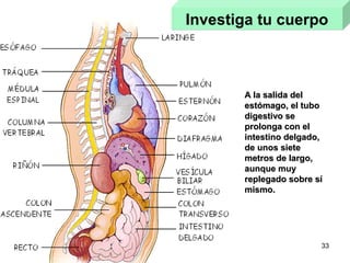 33
Investiga tu cuerpoInvestiga tu cuerpo
A la salida delA la salida del
estómago, el tuboestómago, el tubo
digestivo sedigestivo se
prolonga con elprolonga con el
intestino delgado,intestino delgado,
de unos sietede unos siete
metros de largo,metros de largo,
aunque muyaunque muy
replegado sobre síreplegado sobre sí
mismo.mismo.
 