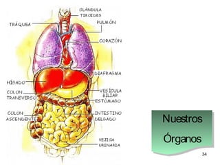 34
Nuestros
Órganos
Nuestros
Órganos
 