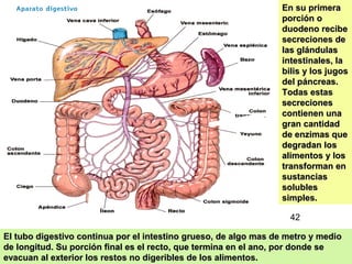 35
En su primeraEn su primera
porción oporción o
duodeno recibeduodeno recibe
secreciones desecreciones de
las glándulaslas glándulas
intestinales, laintestinales, la
bilis y los jugosbilis y los jugos
del páncreas.del páncreas.
Todas estasTodas estas
secrecionessecreciones
contienen unacontienen una
gran cantidadgran cantidad
de enzimas quede enzimas que
degradan losdegradan los
alimentos y losalimentos y los
transforman entransforman en
sustanciassustancias
solublessolubles
simples.simples.
El tubo digestivo continua por el intestino grueso, de algo mas de metro y medioEl tubo digestivo continua por el intestino grueso, de algo mas de metro y medio
de longitud. Su porción final es el recto, que termina en el ano, por donde sede longitud. Su porción final es el recto, que termina en el ano, por donde se
evacuan al exterior los restos no digeribles de los alimentos.evacuan al exterior los restos no digeribles de los alimentos.
42
 