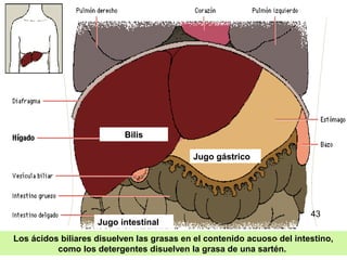 36
Los ácidos biliares disuelven las grasas en el contenido acuoso del intestino,
como los detergentes disuelven la grasa de una sartén.
Bilis
Jugo gástrico
Jugo intestinal
43
 