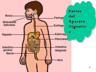 4
PartesPartes
deldel
AparatoAparato
DigestivDigestiv
oo
PartesPartes
deldel
AparatoAparato
DigestivDigestiv
oo
 