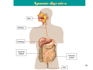 42
Boca
Esófago
Intestino
delgado
Estómago
Intestino
grueso
Ano
Aparato digestivoAparato digestivo
 