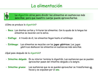 44
La digestión sirve para dividir los alimentos en sustancias más
sencillas, para que nuestro cuerpo pueda aprovecharlas.
La alimentación
¿Cómo se produce la digestión?
- Boca:
- Esófago:
Los dientes cortan y trituran los alimentos. Con la ayuda de la lengua los
alimentos se mezclan con la saliva.
A través de él, los alimentos llegan hasta el estómago.
- Estómago:
- Intestino delgado:
Los alimentos se mezclan con los jugos gástricos. Los jugos
gástricos deshacen los alimentos en sustancias más sencillas.
En su interior termina la digestión. Las sustancias que se pueden
aprovechar pasan del intestino delgado a la sangre.
- Intestino grueso: Las sustancias que no se pueden aprovechar se transforman en
heces y se expulsan por el ano.
¿Qué pasa después de la digestión?
 
