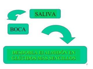7
SALIVA
DESDOBLA El ALMIDÓN ENDESDOBLA El ALMIDÓN EN
GLÚCIDOS MÁS SENCILLOSGLÚCIDOS MÁS SENCILLOS
BOCA
 