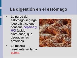 La digestión en el estómago
• La pared del
estómago segrega
jugo gástrico que
contiene pepsina y
HCl (ácido
clorhídrico) que
degradan las
proteínas.
• La mezcla
resultante se llama
quimo.
 