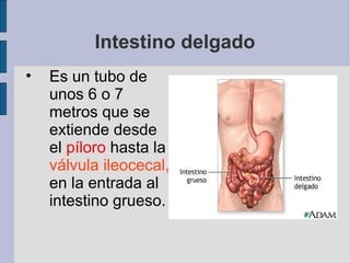Intestino delgado
• Es un tubo de
unos 6 o 7
metros que se
extiende desde
el píloro hasta la
válvula ileocecal,
en la entrada al
intestino grueso.
 