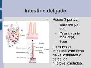 Intestino delgado
• Posee 3 partes:
– Duodeno (25
cm)
– Yeyuno (parte
más larga)
– Íleon
• La mucosa
intestinal está llena
de vellosidades y
éstas, de
microvellosidades.
 